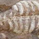 Image for article titled 260-million-year-old fossil reveals the evolution of turtle shells